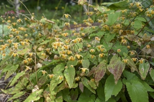 Epimedium 'Amber Queen' New 2024